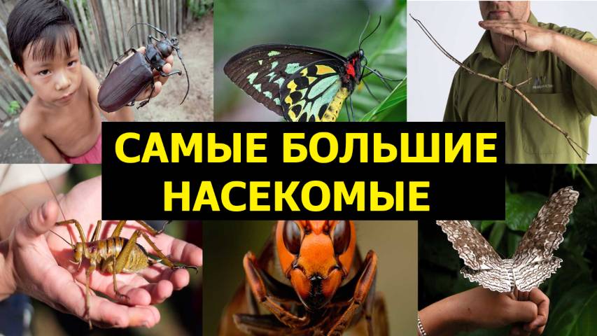 Самые БОЛЬШИЕ НАСЕКОМЫЕ в мире