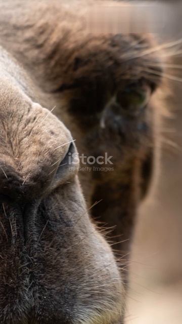 Топ 5 фактов о верблюдах 🐪