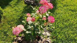 Роза Юбилей принца Монако.