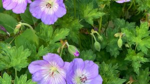 Герань РОЗАННА : сложность деления куста.