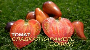 Томат СЛАДКАЯ КАРАМЕЛЬ СОФИИ. Обзор сортов ТОМАТОВ!