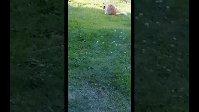 SVID_20250727_183610_1.mp4 смотреть онлайн