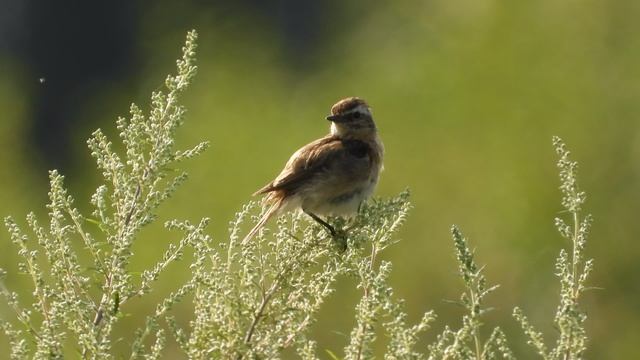 Голоса птиц. Луговой Чекан, слёток, позывки, наблюдение птиц в Новгородской области, 27 июля 2025 смотреть онлайн