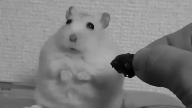 Рандомный мем: Чувствительность мыши (random meme - Mouse Sensitivity)