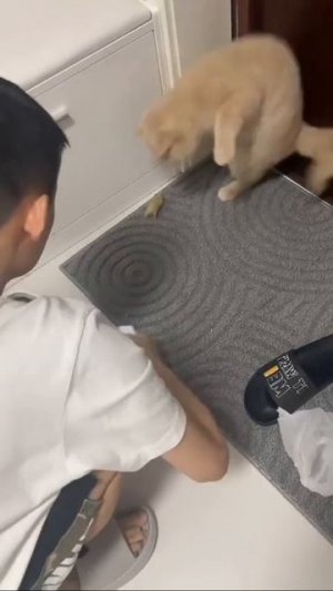 Наш TG https://t.me/liveofcats