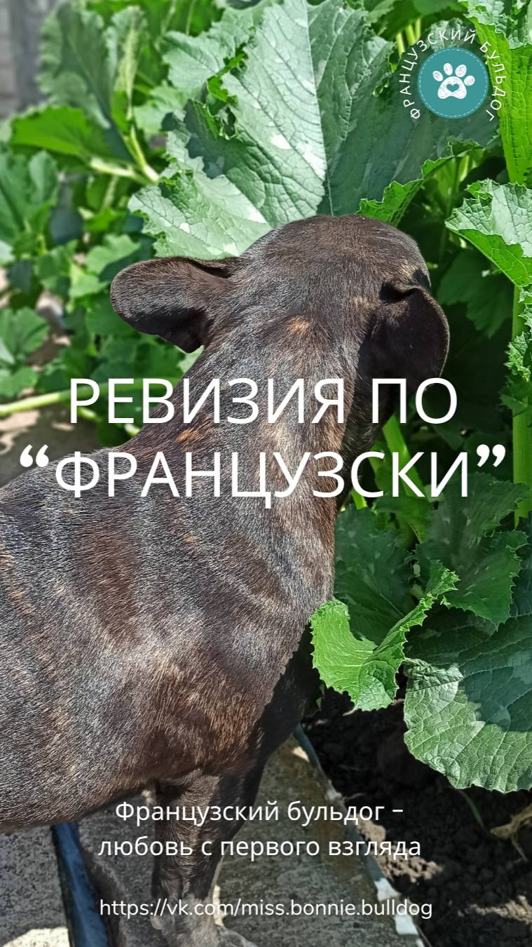 Ревизия по 