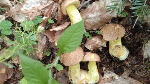 За грибами в Архыз. Рыжики, дубовики, боровики