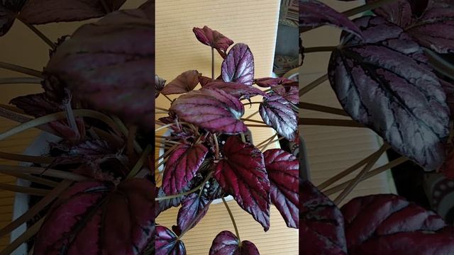 продажа и бронирование бегоний смотреть онлайн