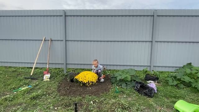 Покупки для сада и огорода.Хризантема мультифлора. Сидераты. Сажаю цветы на участке смотреть онлайн