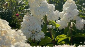 Метельчатыая гортензия