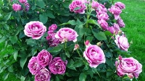 Цветение розы Кармен Вюрт.