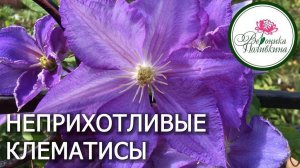 НЕ НУЖНО БОЯТСЯ САЖАТЬ КЛЕМАТИСЫ