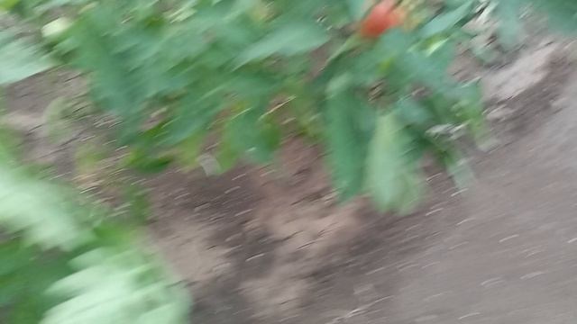 собираю бурые томаты... #томаты#помидоры#урожай#дача смотреть онлайн