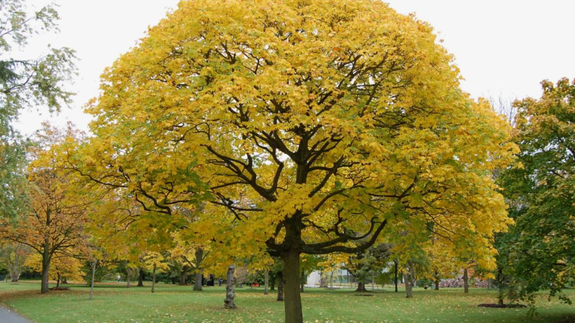 Клён ты мой опавший... смотреть онлайн