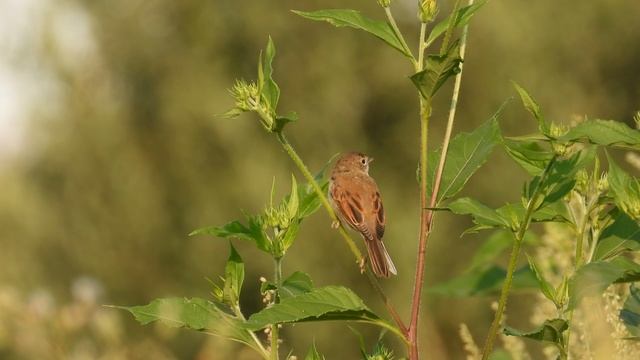 Серая Славка, наблюдение птиц в Новгородской области, 27.07.2025 смотреть онлайн