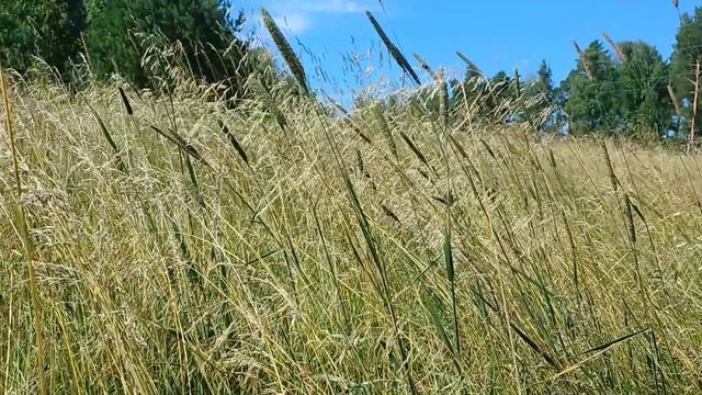 Ах, как хочется жить... смотреть онлайн