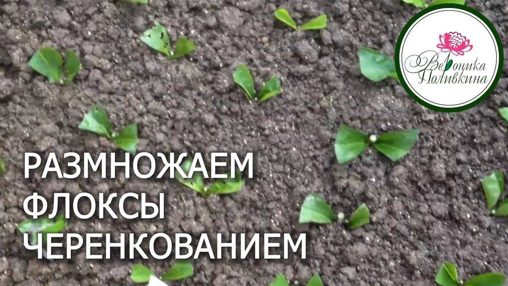 РАЗМНОЖАЕМ ФЛОКСЫ ЧЕРЕНКОВАНИЕМ смотреть онлайн