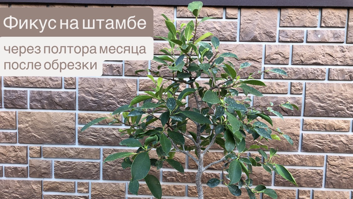 Фикус на штамбе спустя полтора месяца после обрезки. Обзор результатов смотреть онлайн