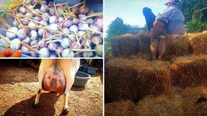 Огород 🌞 ГОРИТ ☀️. Собираю 🧄 урожай 🧅. Июльский 🐐 ОКОЗ камерунской козы