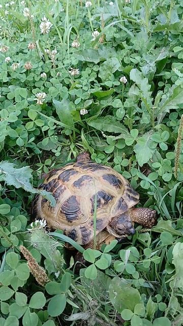 Черепаха ищет нового хозяина #черепаха