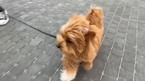 Собака Марка катается на розовой машинке с электроприводом