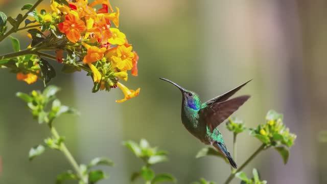 РАССЛАБЛЯЮЩАЯ МУЗЫКА ПРИРОДЫ "УТРЕННИЕ ПТИЦЫ" смотреть онлайн
