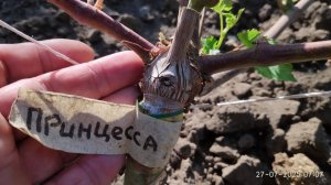 Когда и как правильно снимать обмотку на прививках