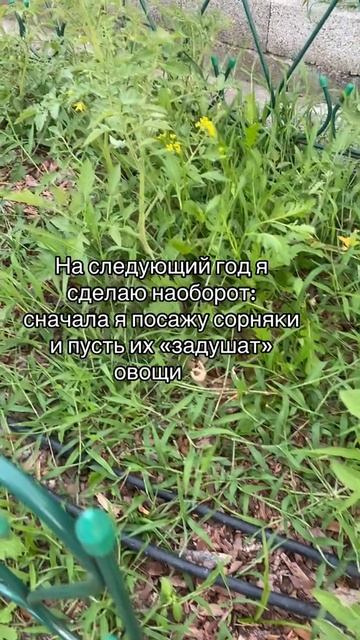 подписывайтесь😅 жду в гости #юмор #дача #огород #природа