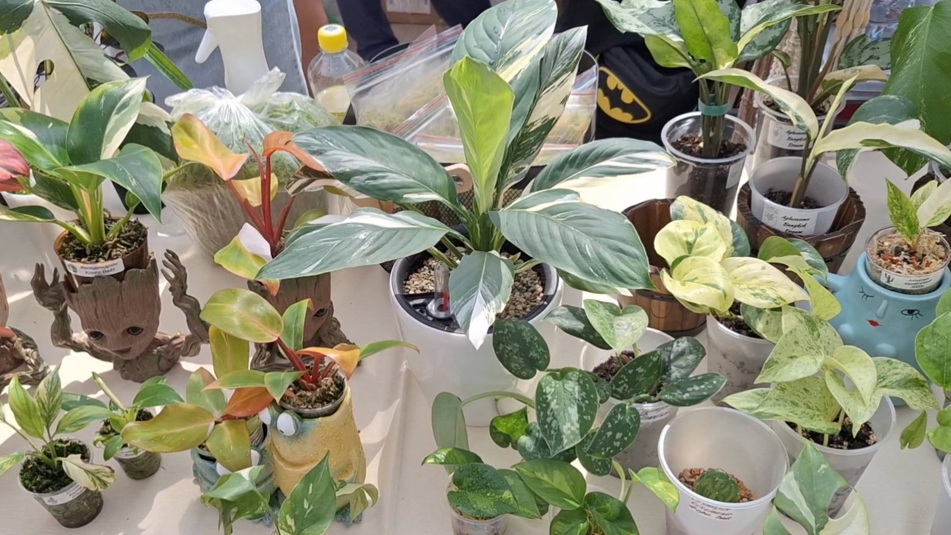 Мои покупки с цветочного маркета, пересадка новых растений смотреть онлайн