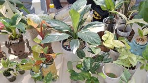 Мои покупки с цветочного маркета, пересадка новых растений