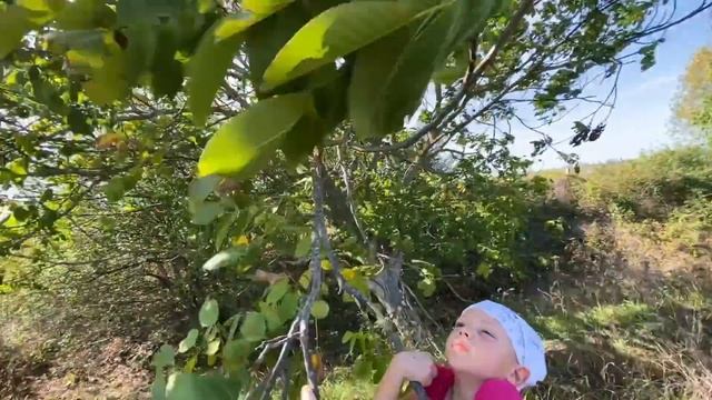 #Влог На почту за посылкой. Собираем грецкий орех. Лес в Натухаевской. смотреть онлайн