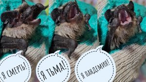 Летучая мышь попала в банку! Ёжик присвоил все сорокины завтраки себе