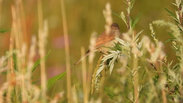 Серая Славка, наблюдение птиц в Новгородской области, 27 июля 2025 смотреть онлайн
