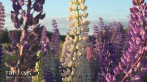 КРАСОТА ПРИРОДЫ  С УМИРОТВОРЯЮЩЕЙ МУЗЫКОЙ ТИМА ДЖАНИСА.