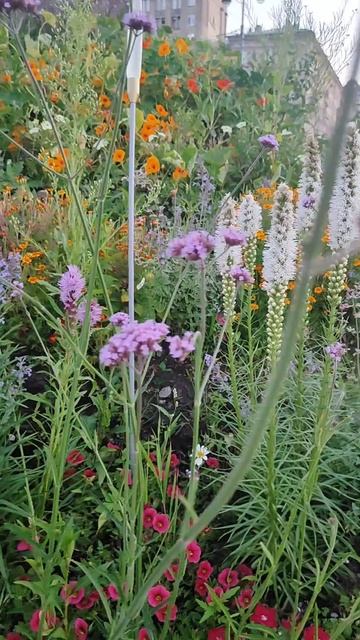 Московская площадь (СПб) сейчас, 27.07.25