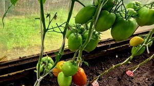 Не трогаем сорняки.... Всё растёт потихоньку...