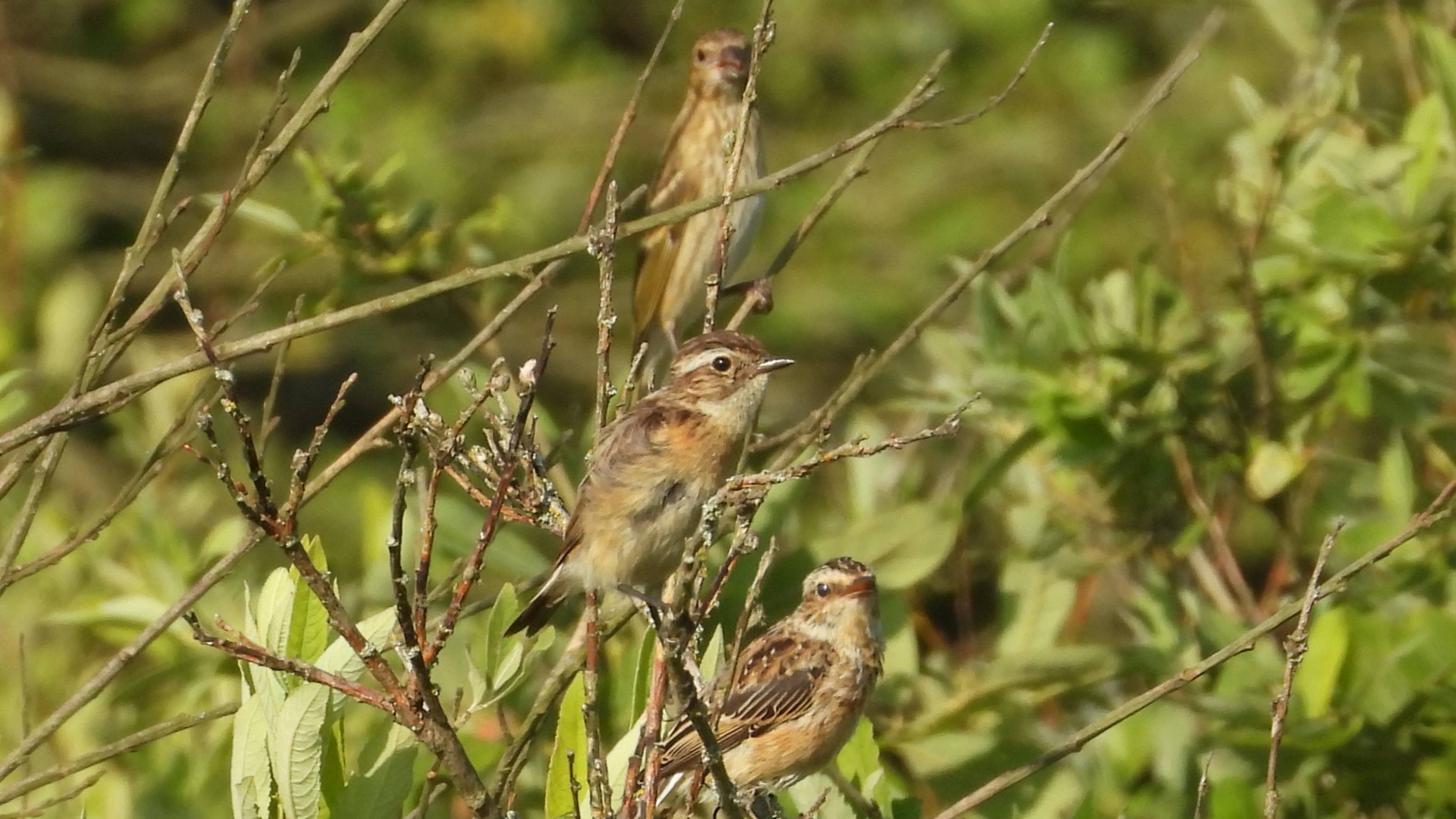 2 Луговых Чекана и Чечевица на заднем плане, наблюдение птиц в Новгородской области, 27 июля 2025 смотреть онлайн