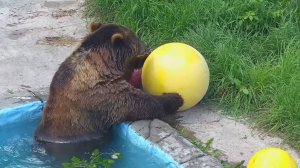 Медведь Мансур и непослушный жёлтый шар🟡 🐻💦