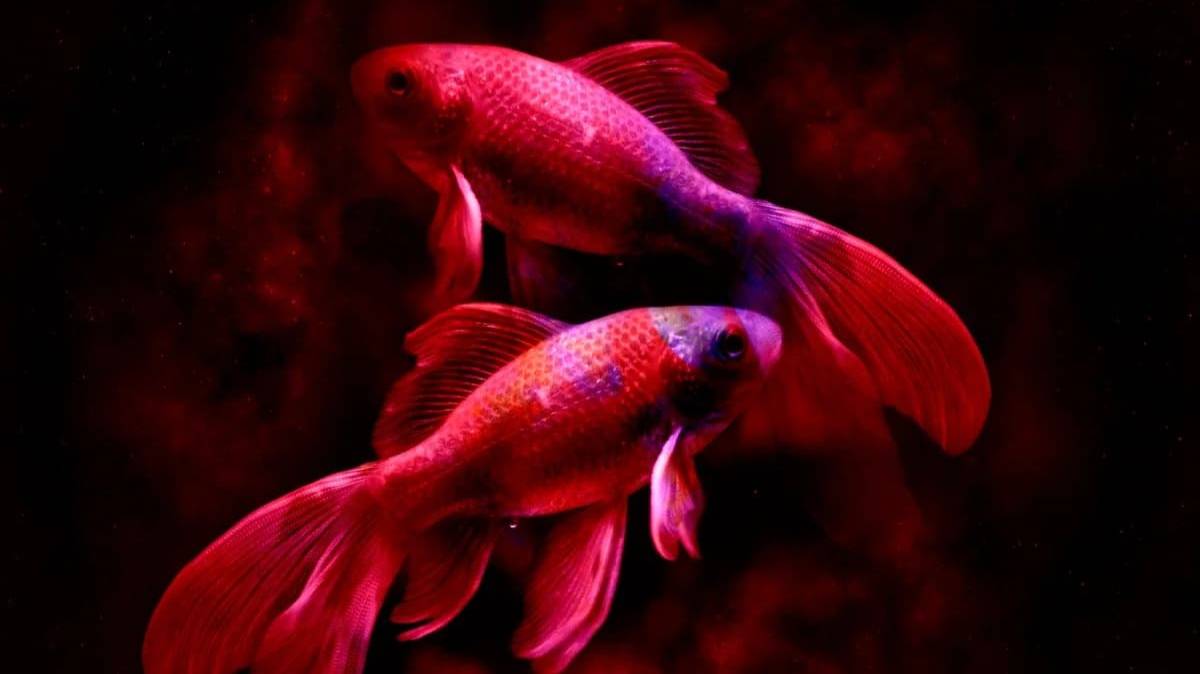 АВГУСТ 2025 - ГОРОСКОП ДЛЯ ЗНАКА РЫБЫ