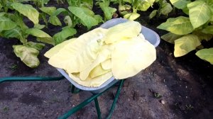 Уборка урожая табака-2025