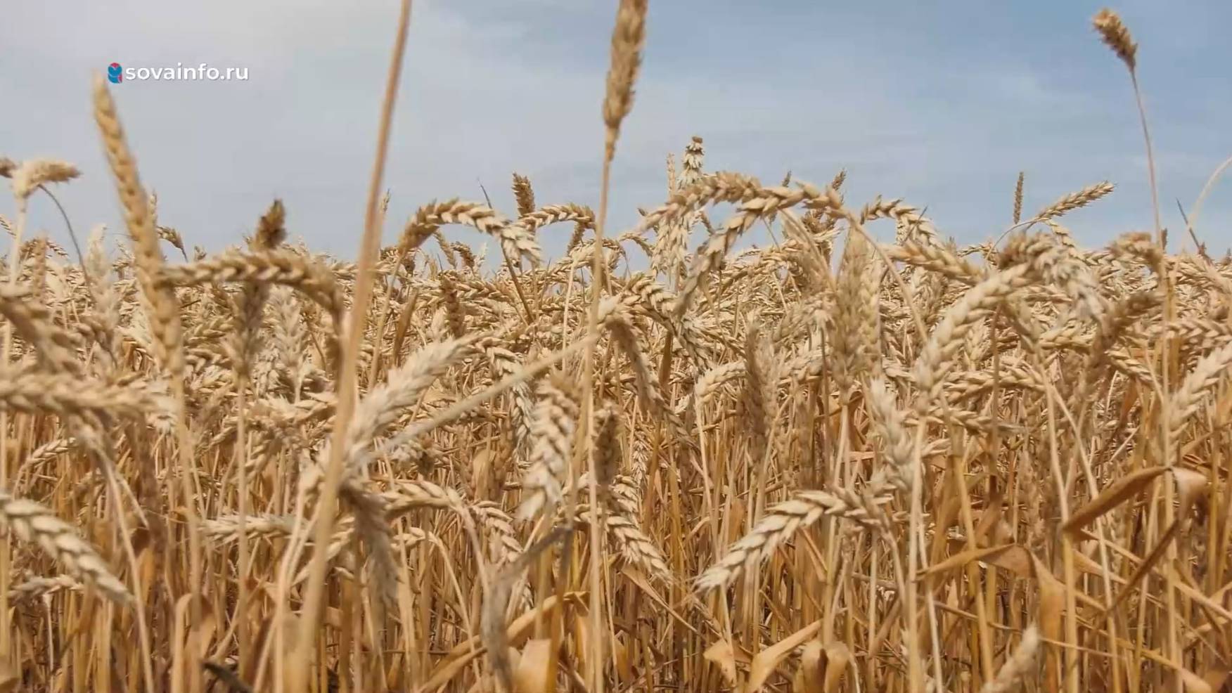 Золото урожая и перемены в Черновском. Хорошие новости Волжского района