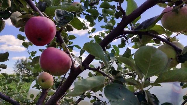 Вести с полей, серия 14.\\ сбор урожая, розы отдыхают смотреть онлайн