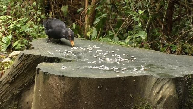 красивые птички для хороших котиков