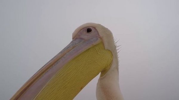 BRAIN TIME.  Wild Animals Surprised Photographers in an Unexpected Way