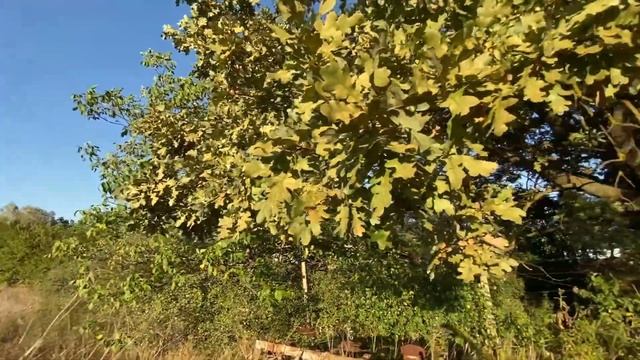 Наши окрестности. Виноградники.Станица Натухаевская / Строим дом на юге. смотреть онлайн