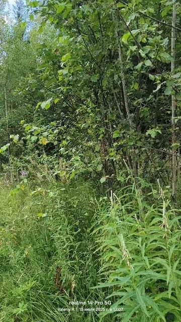 Прогулка в подмосковном лесу 15.07.2025 смотреть онлайн