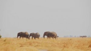 Дикая Ботсвана в  - Эпизод 5 _ Прайд Бакари .