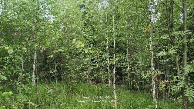 Подмосковный лес, июль 15.07.2025 смотреть онлайн