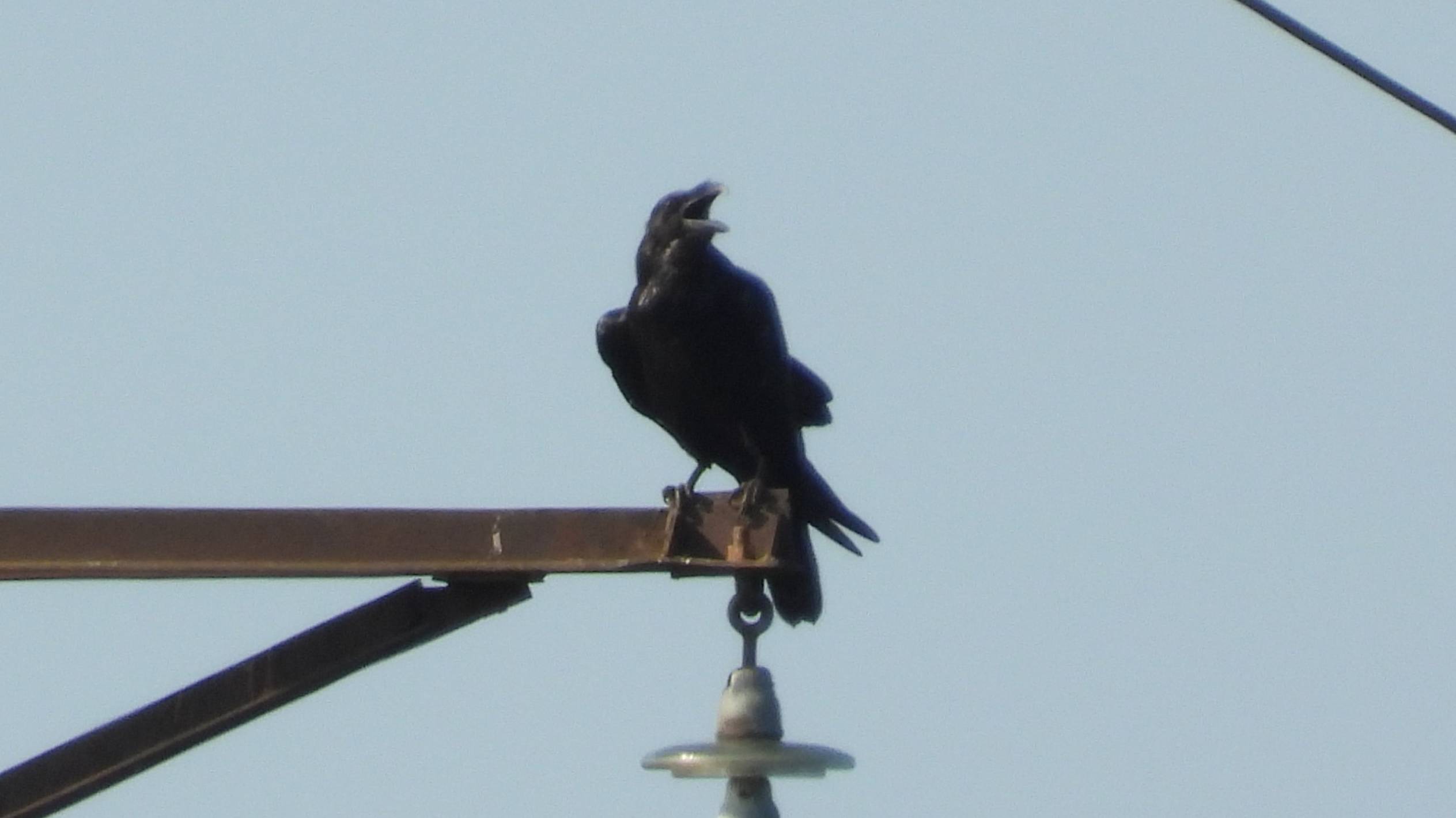 Голоса птиц. Ворон, наблюдение птиц в Новгородской области, 27 июля 2025 смотреть онлайн