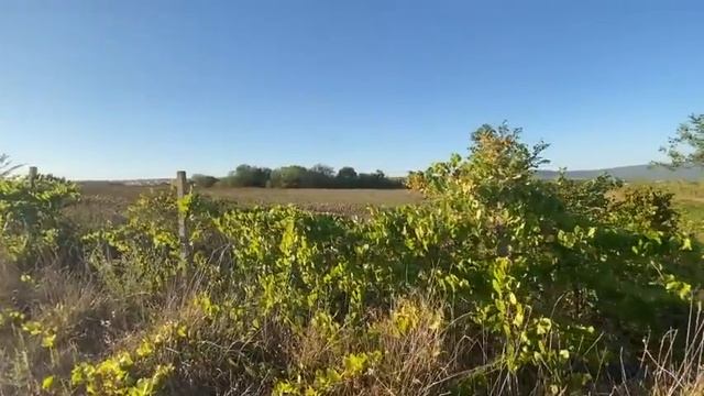 #влог День рождения Ани! Что случилось с моими заготовками на зиму смотреть онлайн